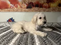 Snow , a  Maltipoo for sale in Bakersfield, CA – 2 of 3