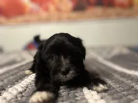 Luna, a female Maltipoo for sale in Bakersfield, CA – 2 of 3