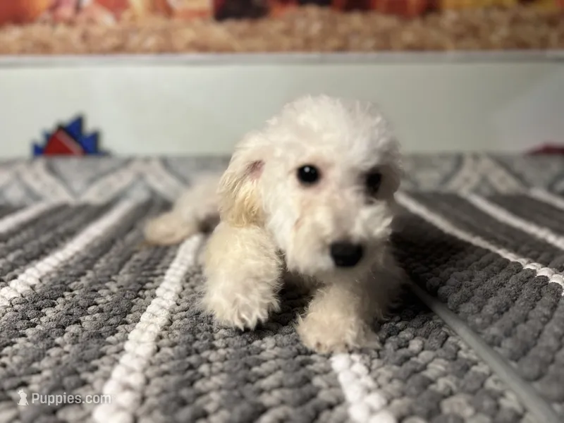 Snow  – Maltipoo puppy for sale in Bakersfield, CA