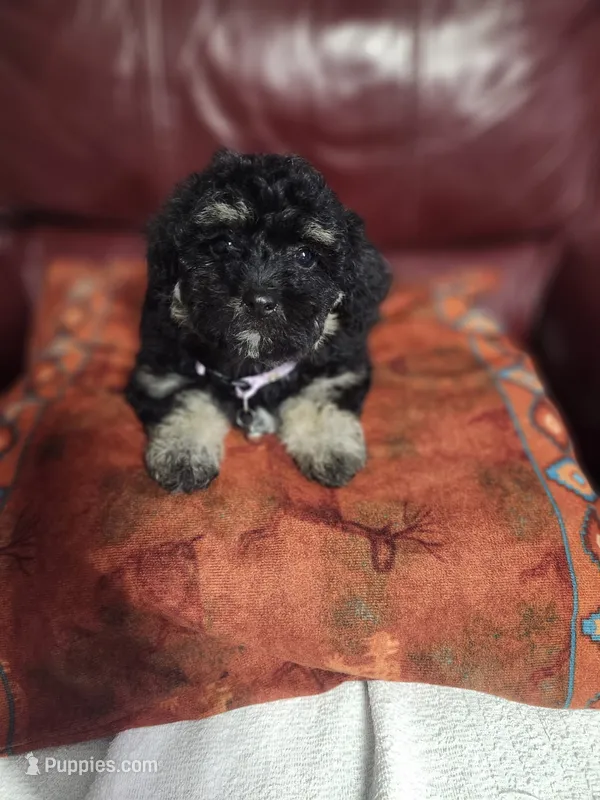 Luna  – Maltipoo puppy for sale in Bakersfield, CA