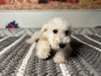 Snow , a  Maltipoo for sale in Bakersfield, CA – 3 of 3