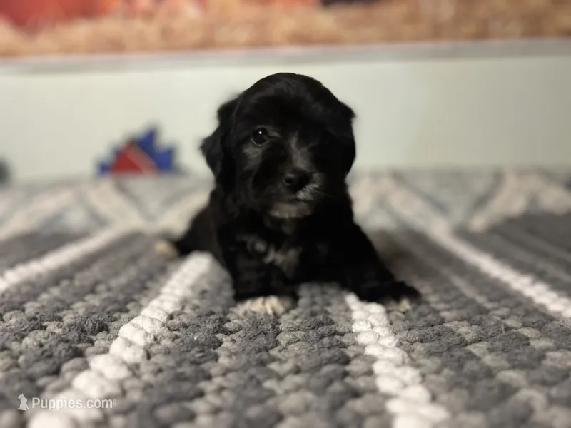 Luna – Maltipoo puppy for sale in Bakersfield, CA