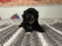 Luna, a female Maltipoo for sale in Bakersfield, CA – 1 of 3