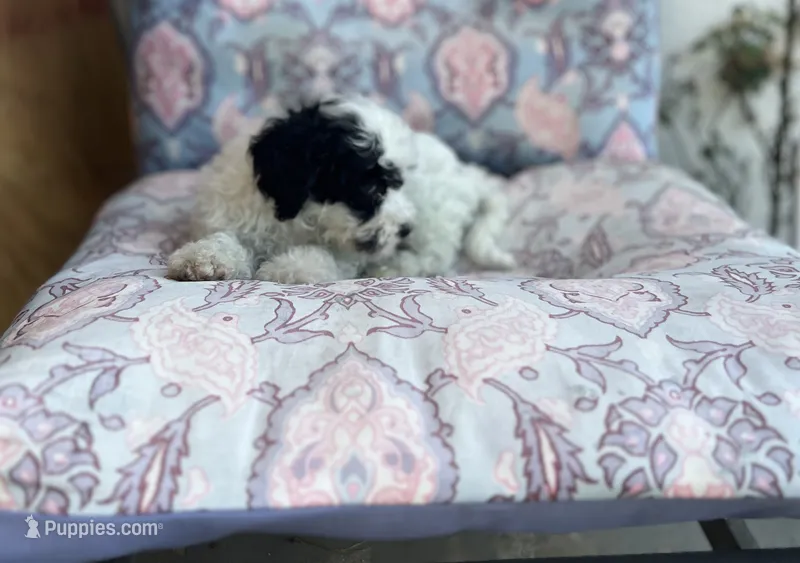Oreo  – Maltipoo puppy for sale in Bakersfield, CA