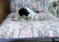 Oreo , a male Maltipoo for sale in Bakersfield, CA – 1 of 3