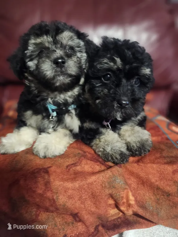Shadow  – Maltipoo puppy for sale in Bakersfield, CA