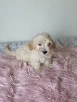 Casper , a male Maltipoo for sale in Bakersfield, CA – 2 of 3