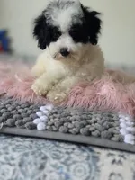 Oreo , a male Maltipoo for sale in Bakersfield, CA – 4 of 4