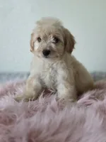 Willow , a female Maltipoo for sale in Bakersfield, CA – 3 of 3