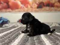 Luna, a female Maltipoo for sale in Bakersfield, CA – 3 of 3