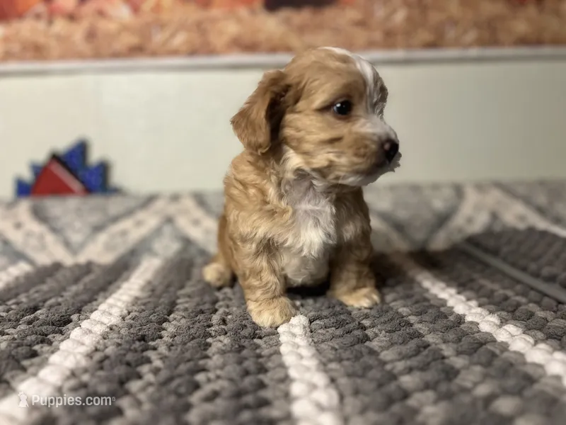 Biscuit  – Maltipoo puppy on hold in Bakersfield, CA