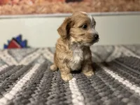 Biscuit , a male Maltipoo for sale in Bakersfield, CA – 1 of 3