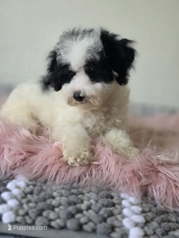 Oreo  – Maltipoo puppy for sale in Bakersfield, CA