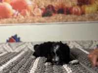 Shadow , a male Maltipoo for sale in Bakersfield, CA – 2 of 3
