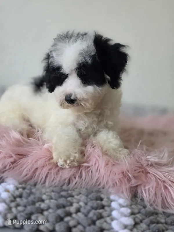 Oreo  – Maltipoo puppy for sale in Bakersfield, CA