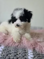 Oreo , a male Maltipoo for sale in Bakersfield, CA – 1 of 4