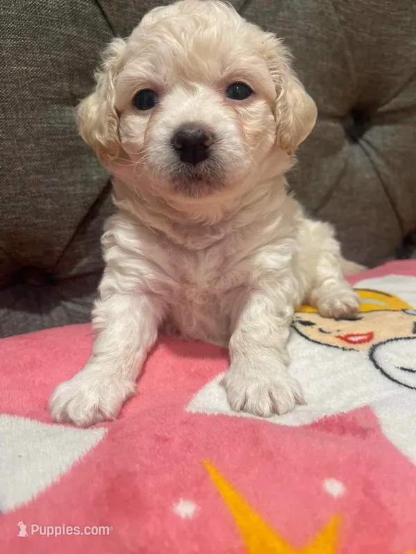 Casper  – Maltipoo puppy for sale in Bakersfield, CA