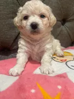 Casper , a male Maltipoo for sale in Bakersfield, CA – 1 of 2