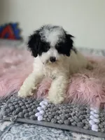 Oreo , a male Maltipoo for sale in Bakersfield, CA – 2 of 3