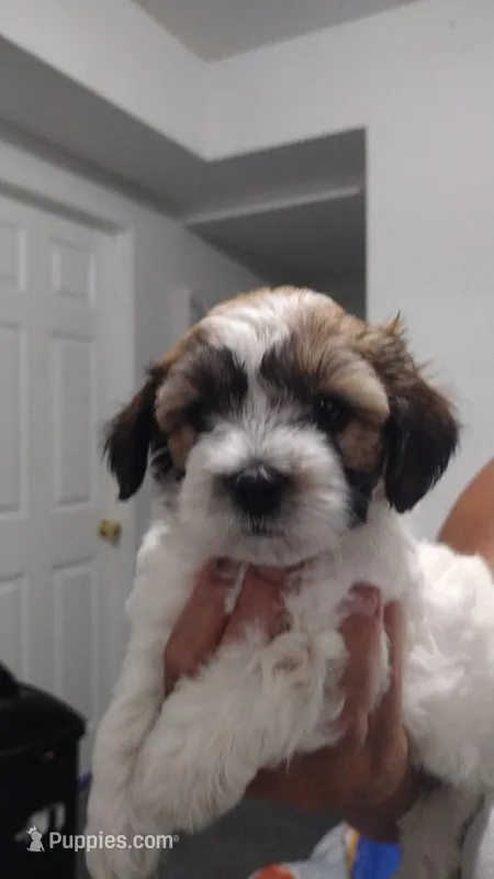Cookie  – Maltipoo puppy for sale in Bakersfield, CA