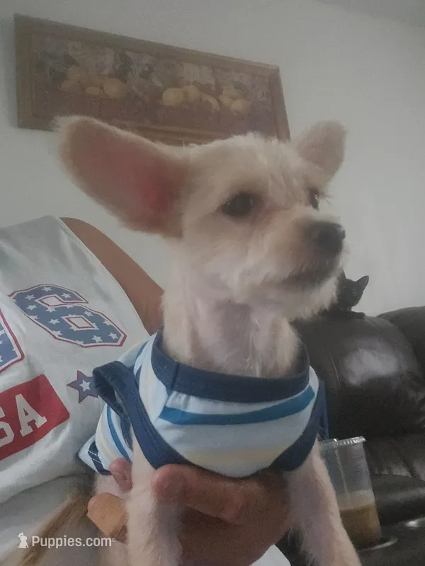 Nacho  – Maltipoo puppy for sale in Bakersfield, CA