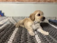 Honey , a female Maltipoo for sale in Bakersfield, CA – 3 of 4