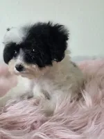 Cruella , a female Maltipoo for sale in Bakersfield, CA – 3 of 3