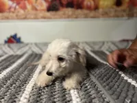 Luna, a female Maltipoo for sale in Bakersfield, CA – 2 of 3
