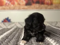 Luna, a female Maltipoo for sale in Bakersfield, CA – 2 of 3