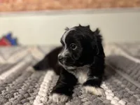 Shadow , a male Maltipom for sale in Bakersfield, CA – 2 of 3