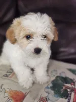 Snickers, a male Maltipoo for sale in Bakersfield, CA – 2 of 2