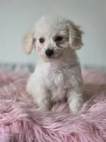 Casper, a male Maltipoo for sale in Bakersfield, CA – 2 of 3