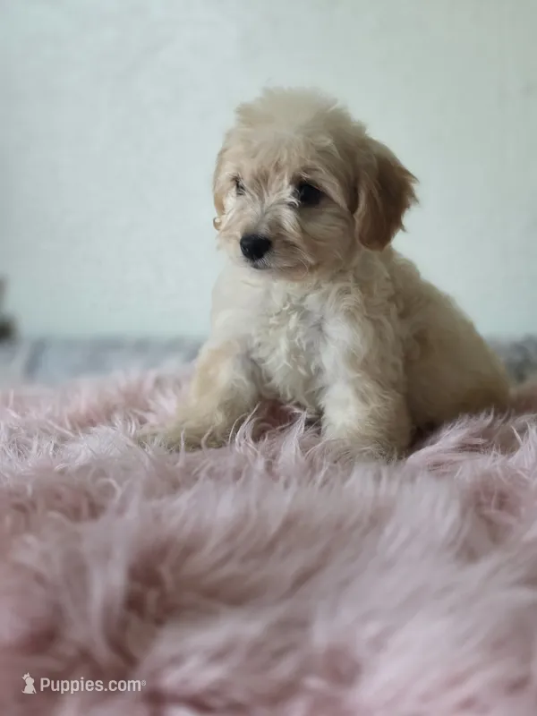 Willow  – Maltipoo puppy for sale in Bakersfield, CA
