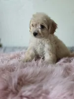 Willow , a  Maltipoo for sale in Bakersfield, CA – 1 of 4