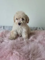 Willow , a  Maltipoo for sale in Bakersfield, CA – 4 of 4