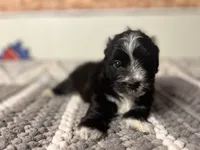 Shadow , a male Maltipoo for sale in Bakersfield, CA – 1 of 3