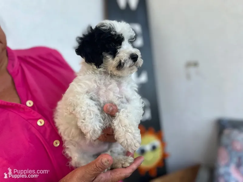 Oreo – Maltipoo puppy for sale in Bakersfield, CA