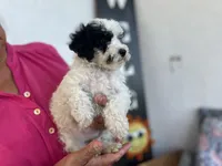 Oreo, a male Maltipoo for sale in Bakersfield, CA – 4 of 5