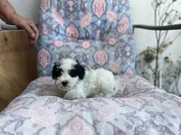 Oreo, a male Maltipoo for sale in Bakersfield, CA – 3 of 5