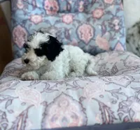 Oreo , a male Maltipoo for sale in Bakersfield, CA – 3 of 3