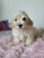 Casper , a male Maltipoo for sale in Bakersfield, CA – 3 of 3