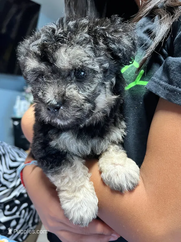 Shadow  – Maltipoo puppy for sale in Bakersfield, CA