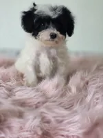 Cruella , a female Maltipoo for sale in Bakersfield, CA – 3 of 3