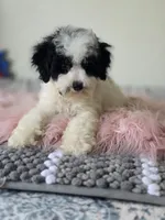Oreo , a male Maltipoo for sale in Bakersfield, CA – 2 of 4