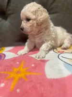 Casper , a male Maltipoo for sale in Bakersfield, CA – 2 of 2