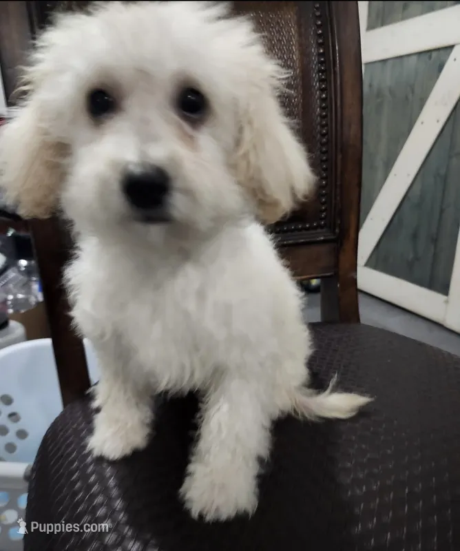Snow  – Maltipoo puppy for sale in Bakersfield, CA