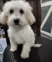 Snow , a female Maltipoo for sale in Bakersfield, CA – 1 of 2