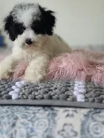 Oreo , a male Maltipoo for sale in Bakersfield, CA – 3 of 3