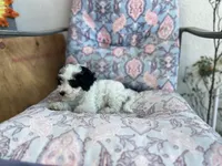 Oreo, a male Maltipoo for sale in Bakersfield, CA – 2 of 5