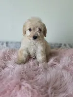Luna , a female Maltipoo for sale in Bakersfield, CA – 2 of 2